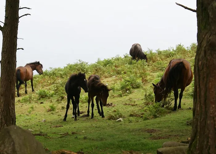 De Montana La Xana Vieia - Jara - Llerandi
